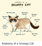 Grumpy Cat Anatomy T-Shirt (60% OFF TODAY!)